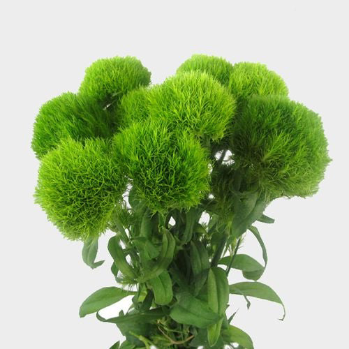 Dianthus