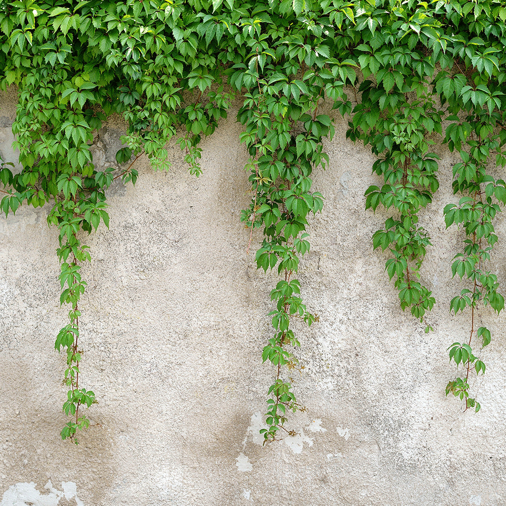 Cascading Ivy