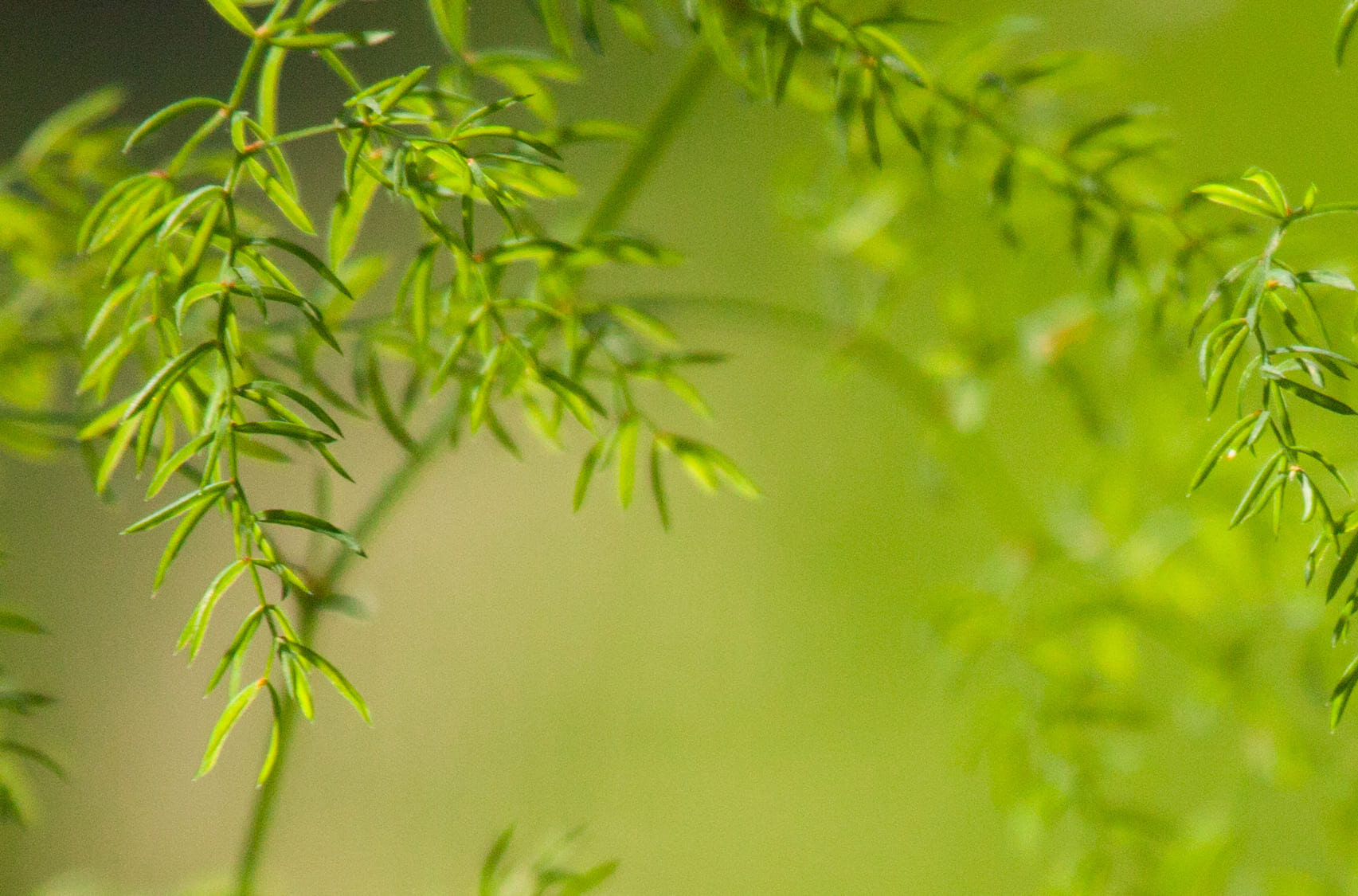 Star Asparagus