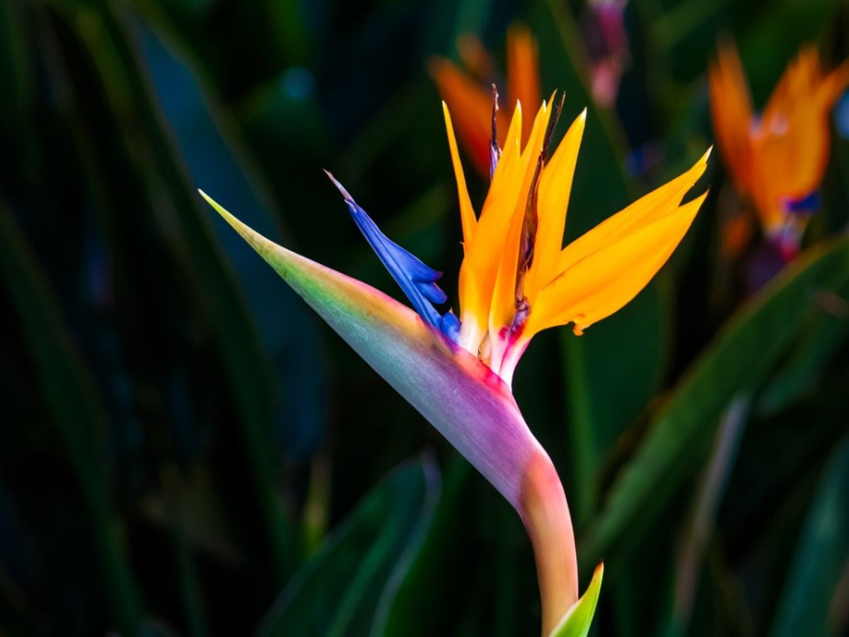 Birds of Paradise