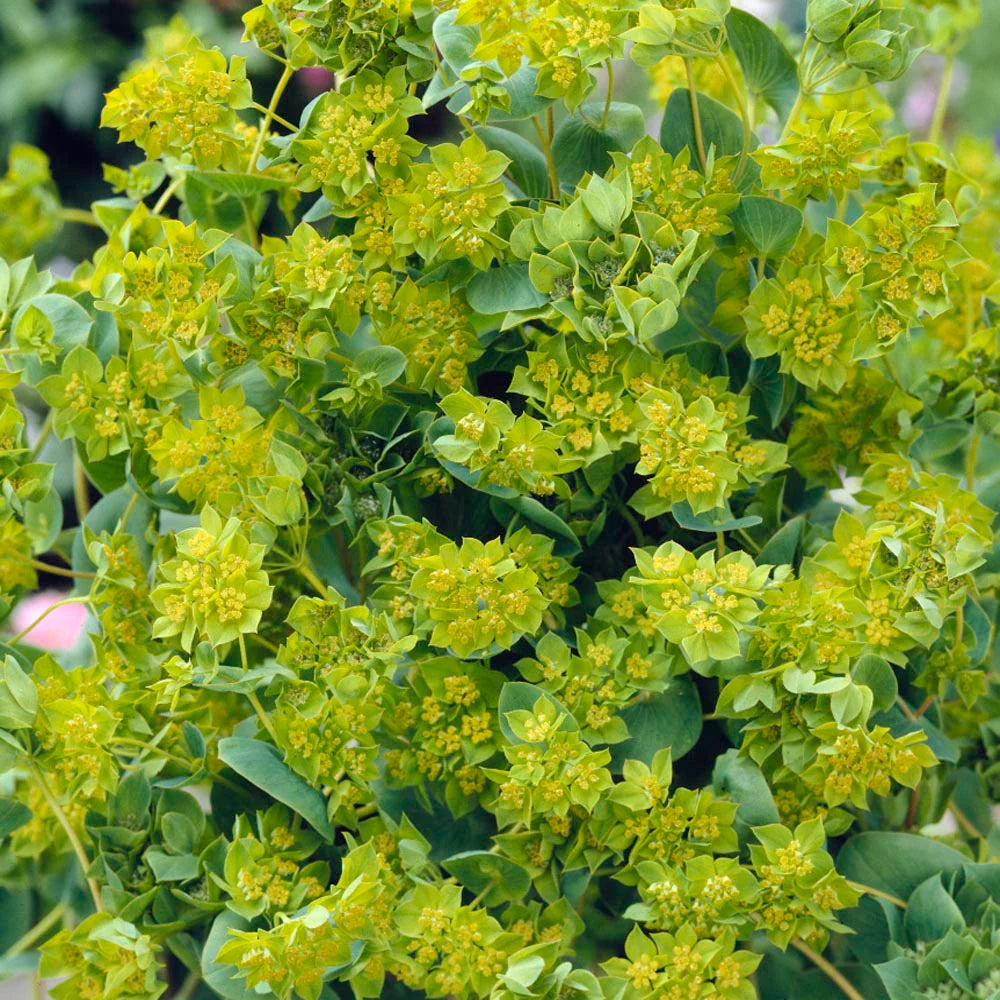 Bupleurum