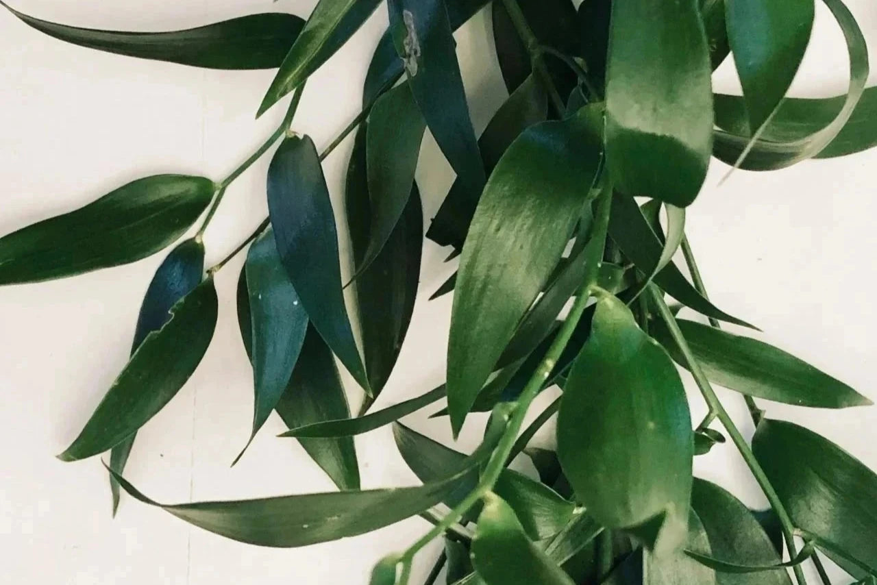 Italian Ruscus
