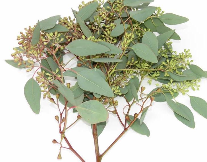 Seeded Eucalyptus