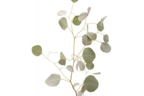 Silver Dollar Eucalyptus