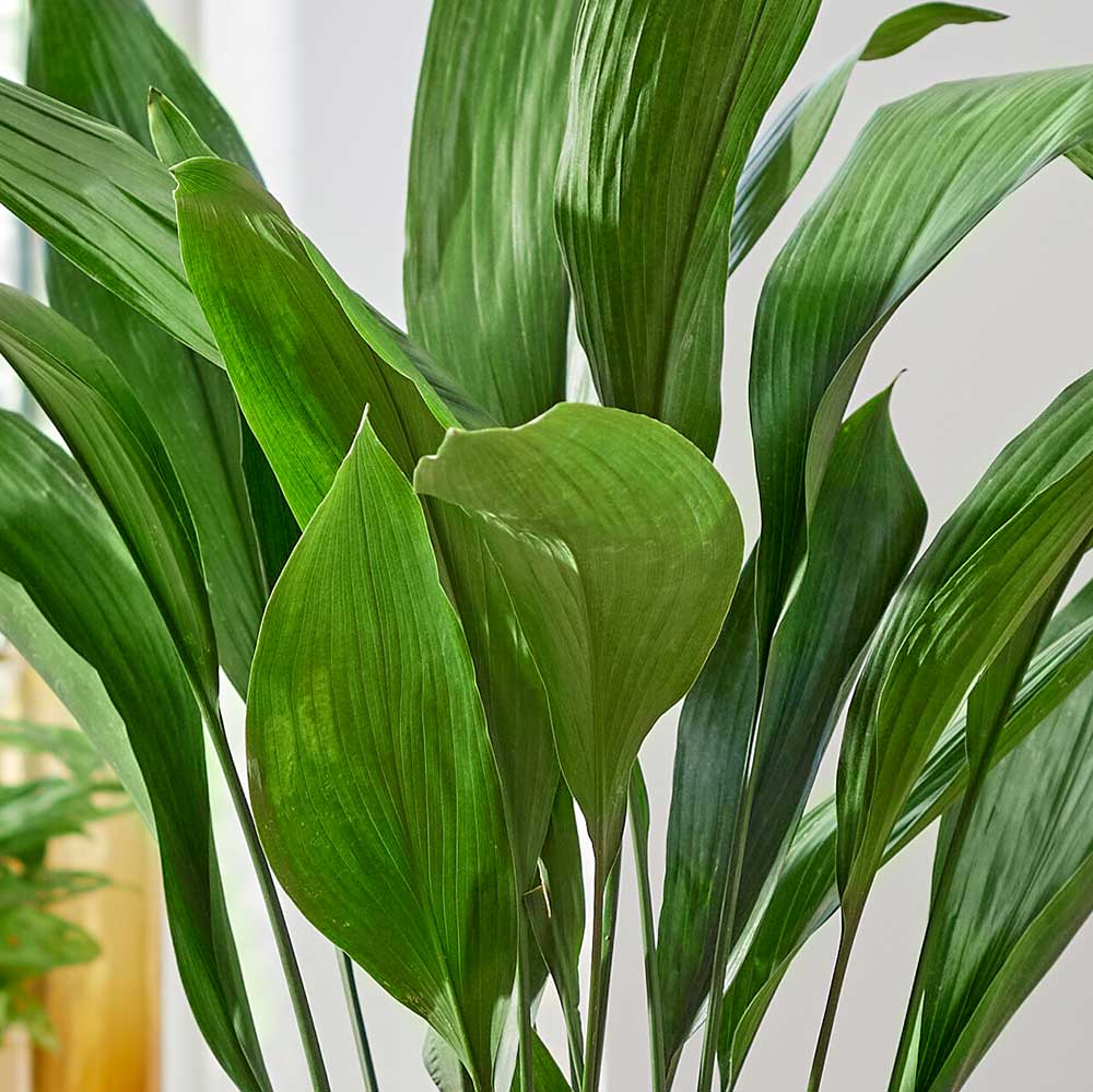 Aspidistra Leaf