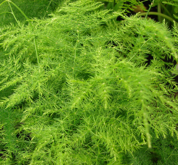 Plumosa Fern