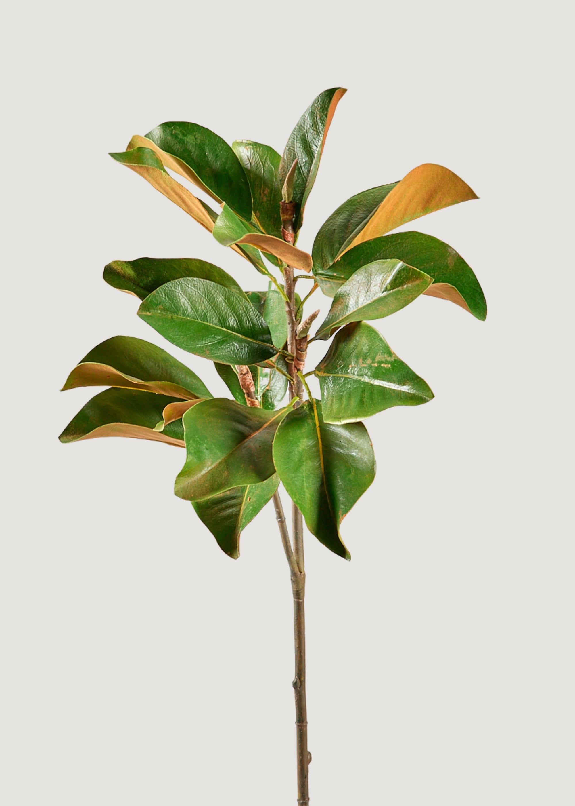 Magnolia
