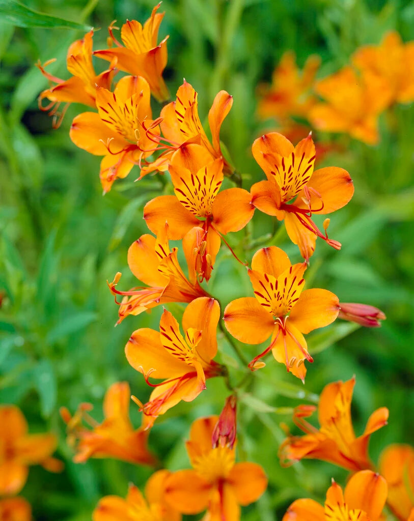 Alstroemeria
