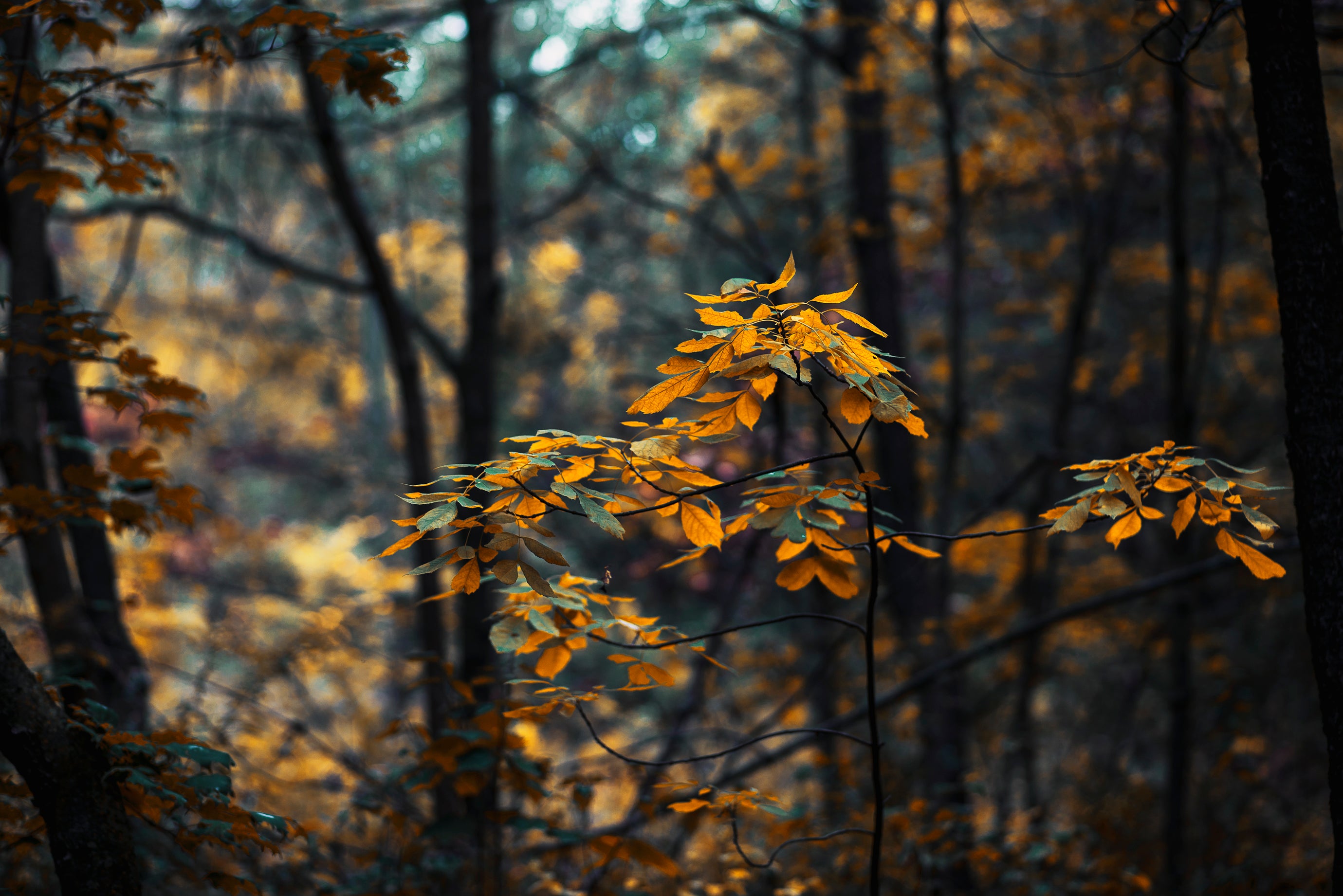 Fall Flowers