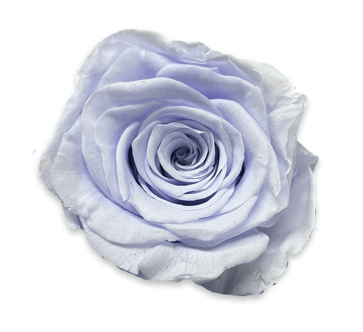 Forever Jumbo Rectangle - Petal Relations