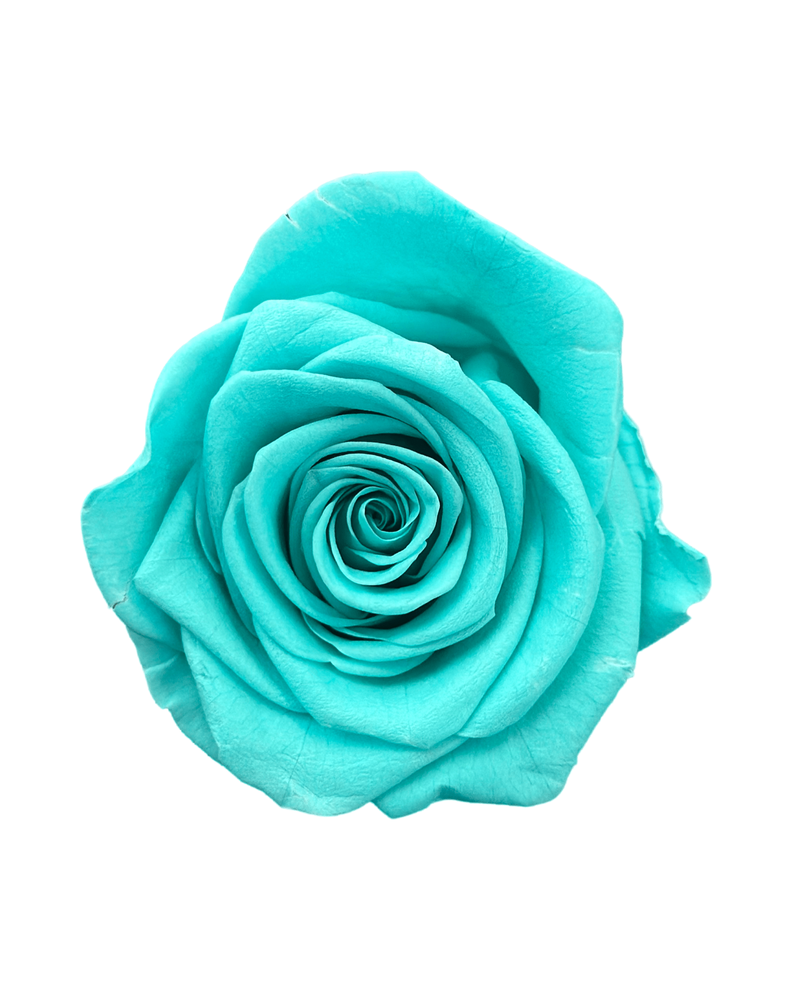 Forever Jumbo Rectangle - Petal Relations