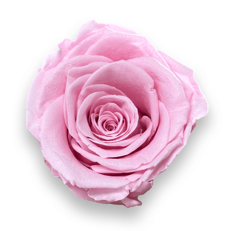 Forever Jumbo Rectangle - Petal Relations