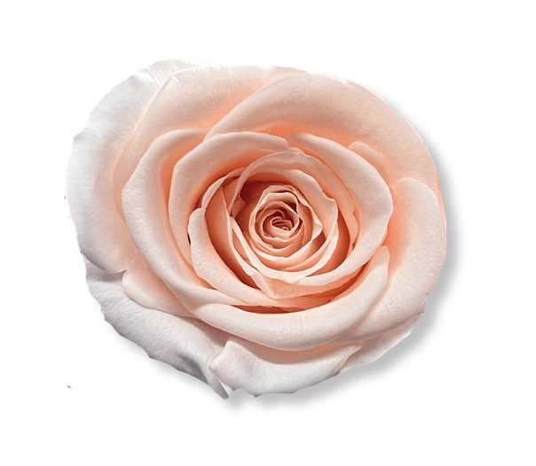 Forever Jumbo Rectangle - Petal Relations