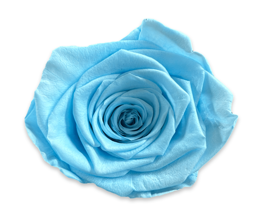 Forever Large Rectangle - Petal Relations