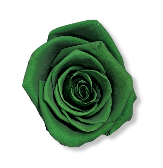 Forever Large Rectangle - Petal Relations