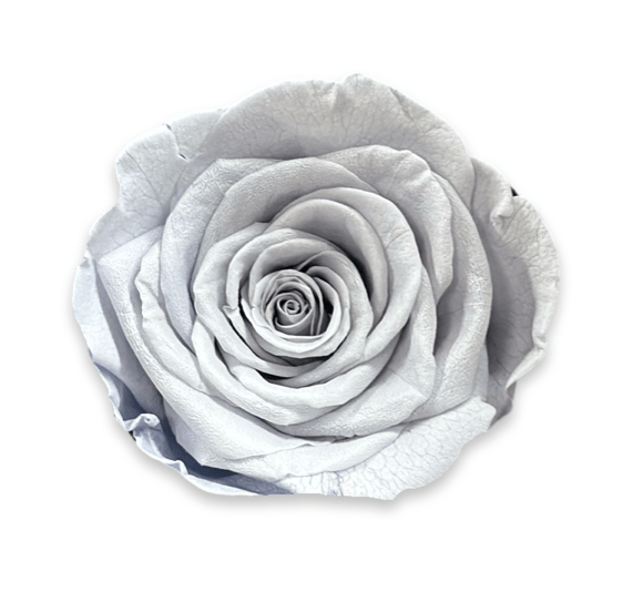 Forever Large Rectangle - Petal Relations