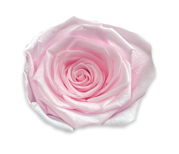 Forever Large Rectangle - Petal Relations