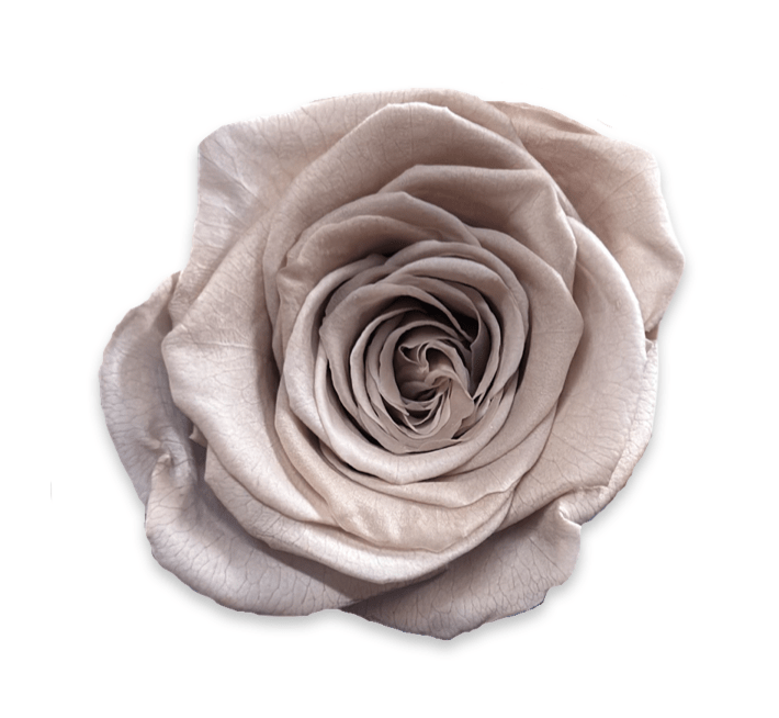 Forever Large Square - Petal Relations