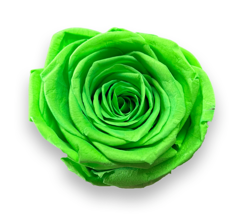 Forever Large Square - Petal Relations