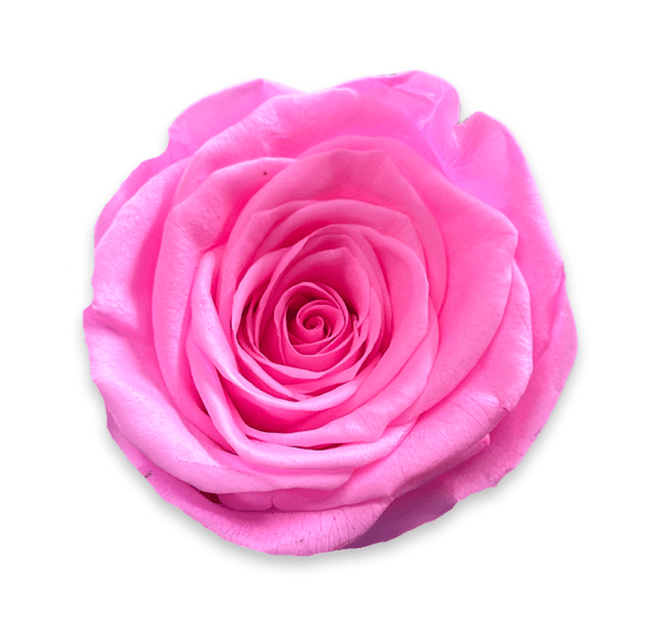 Forever Large Square - Petal Relations