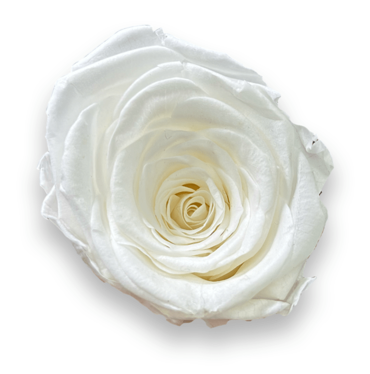 Forever Large Square - Petal Relations