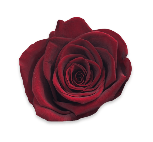 Forever Large Square - Petal Relations