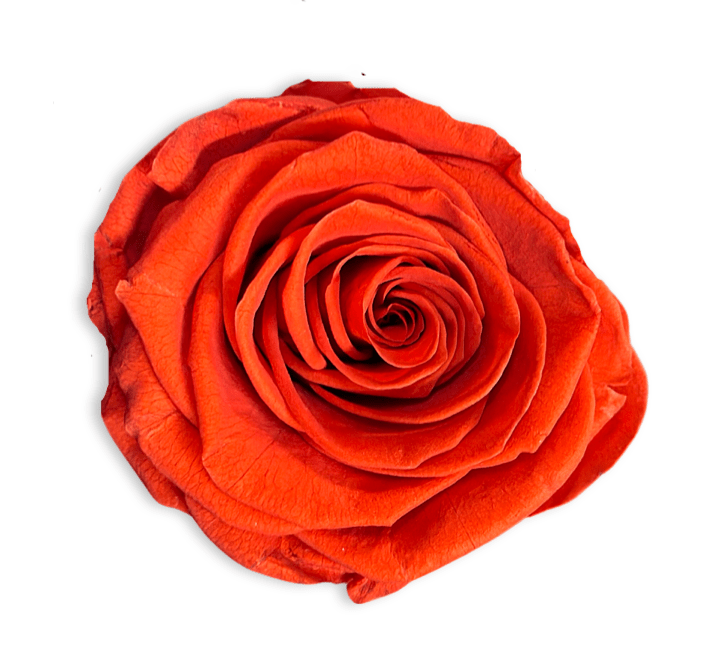 Forever Medium Square - Petal Relations