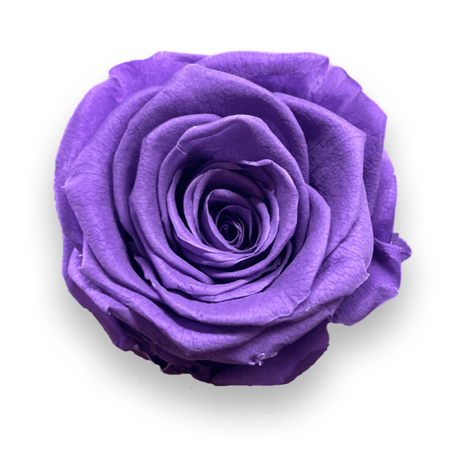 Forever Round in a Box - Petal Relations