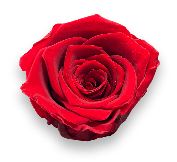 Forever Round in a Box - Petal Relations