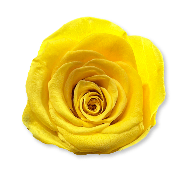 Forever Round in a Box - Petal Relations