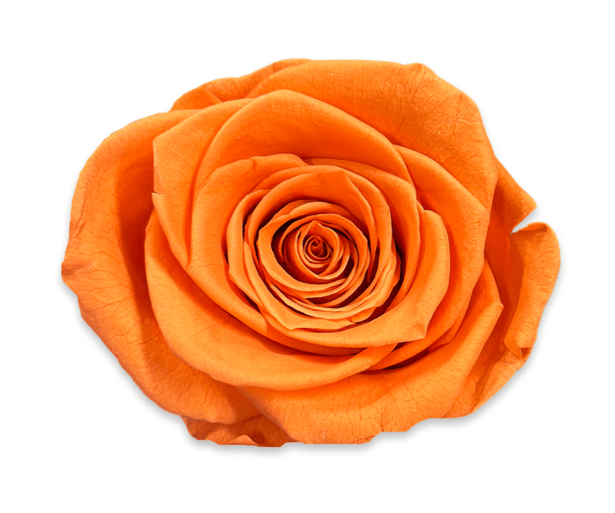 Forever Round in a Box - Petal Relations