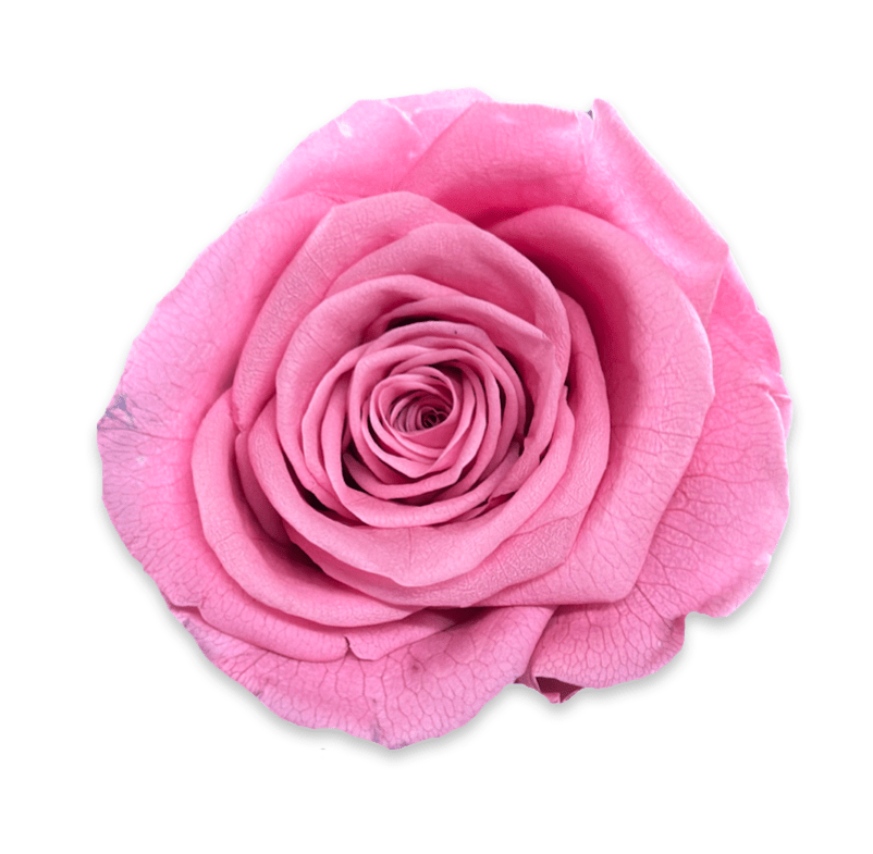 Forever Small Round - Petal Relations