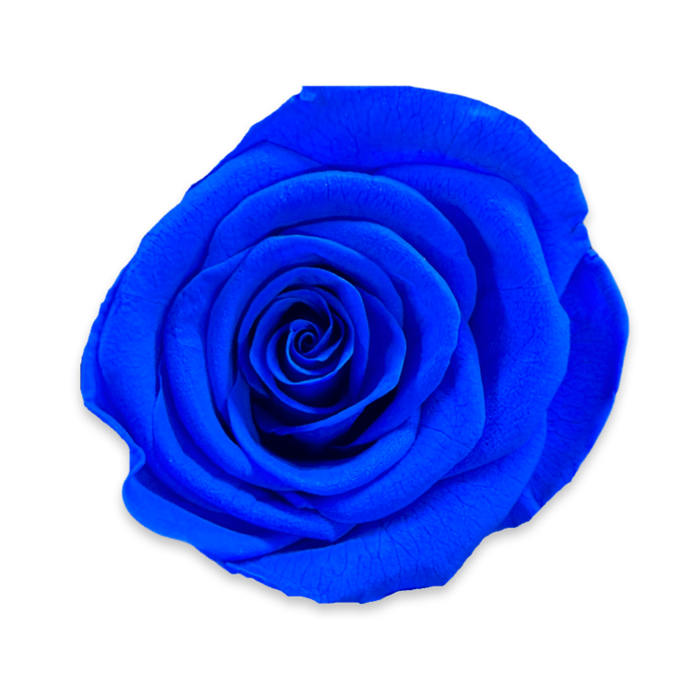 Forever Small Round - Petal Relations