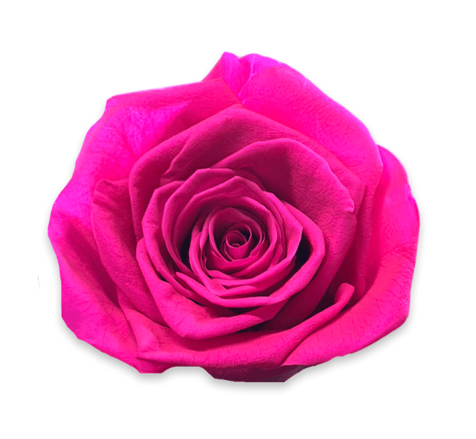 Forever Small Round - Petal Relations