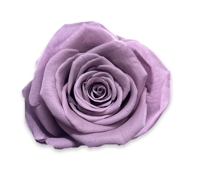 Forever Small Round - Petal Relations