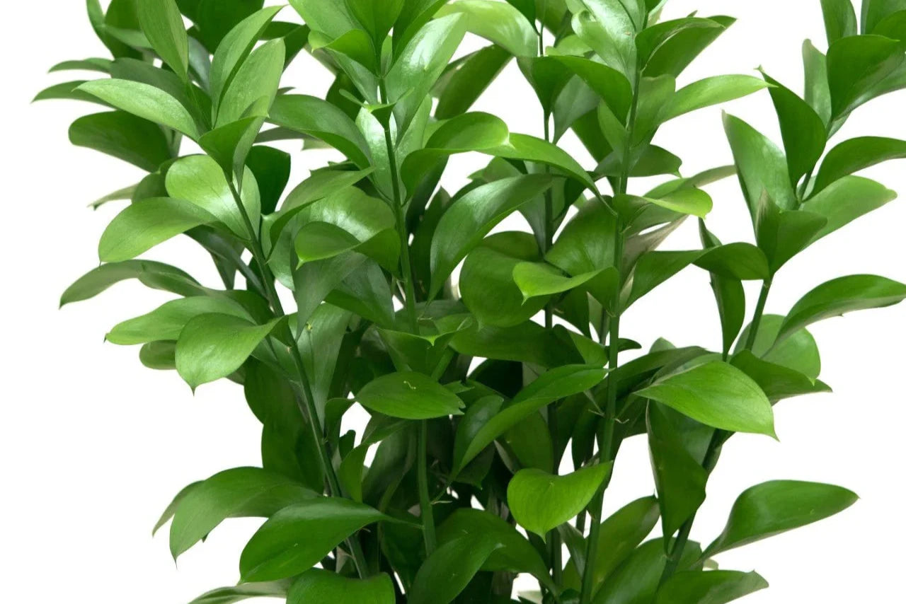 Israeli Ruscus