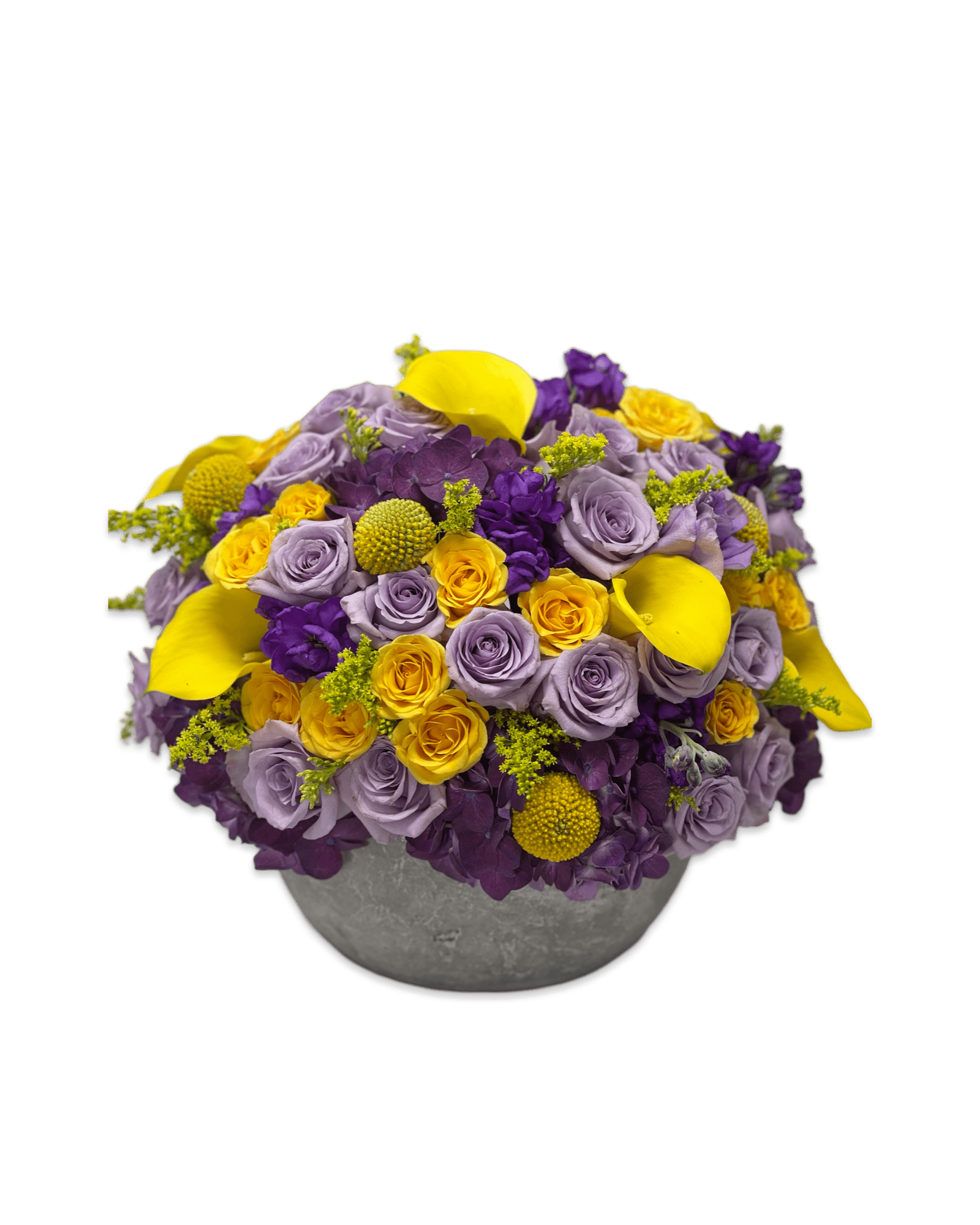 Laker Baby - Petal Relations