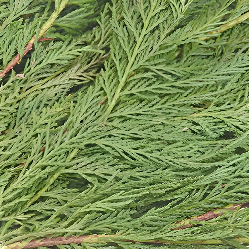 Leyland Cedar