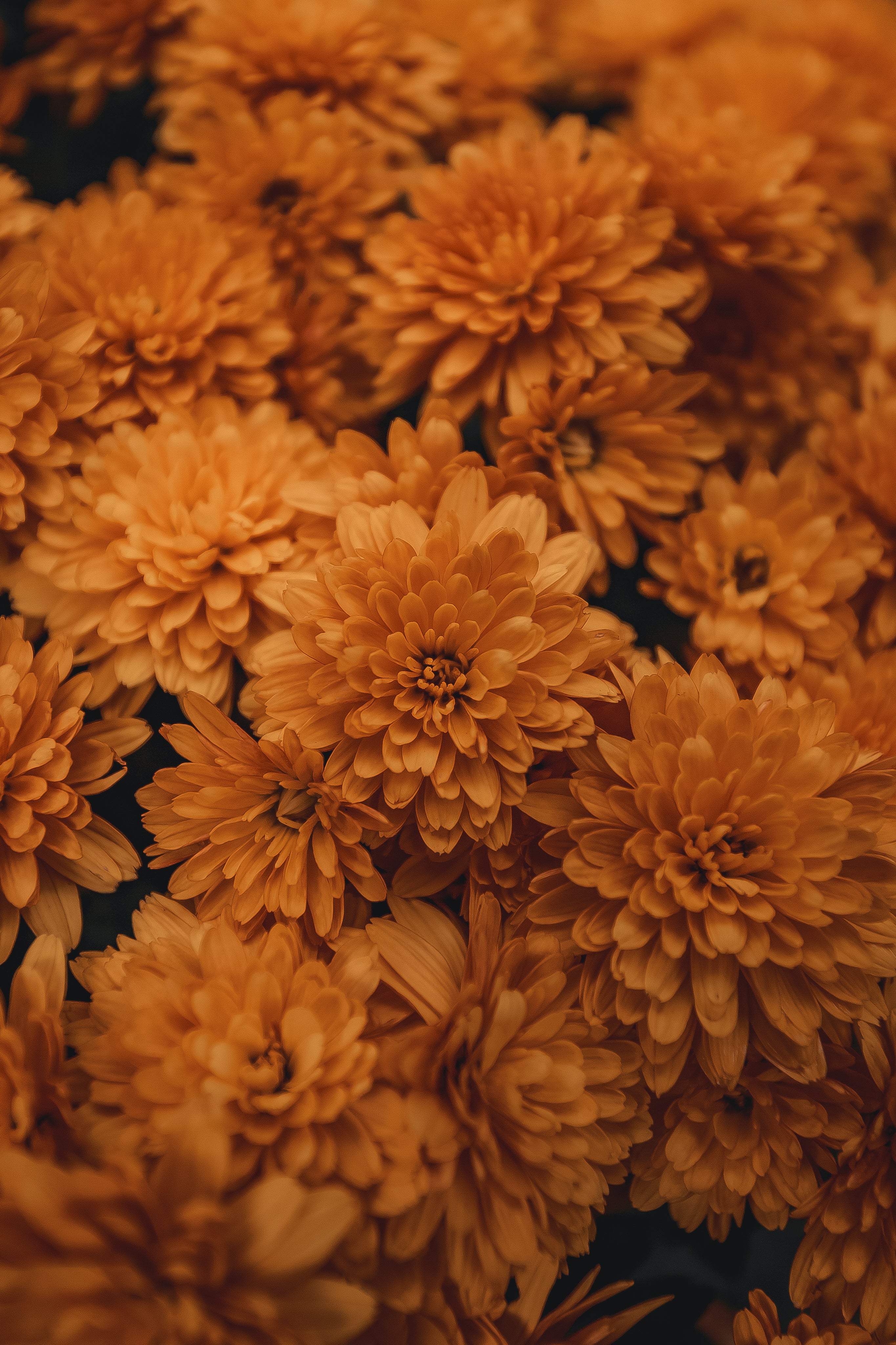 Chrysanthemum