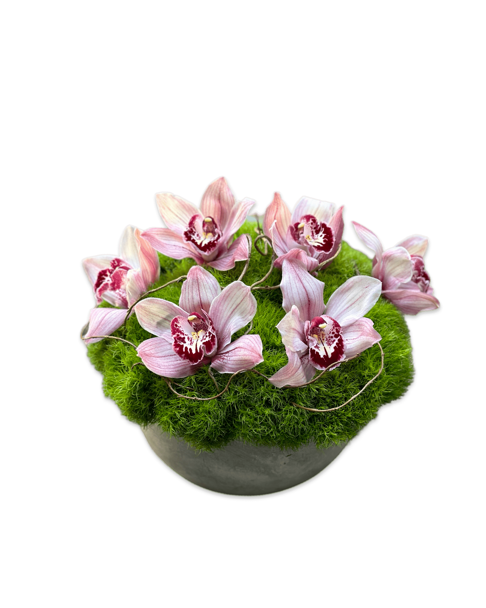 Orchid Field - Petal Relations