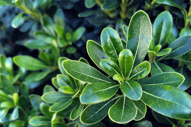 Pittosporum