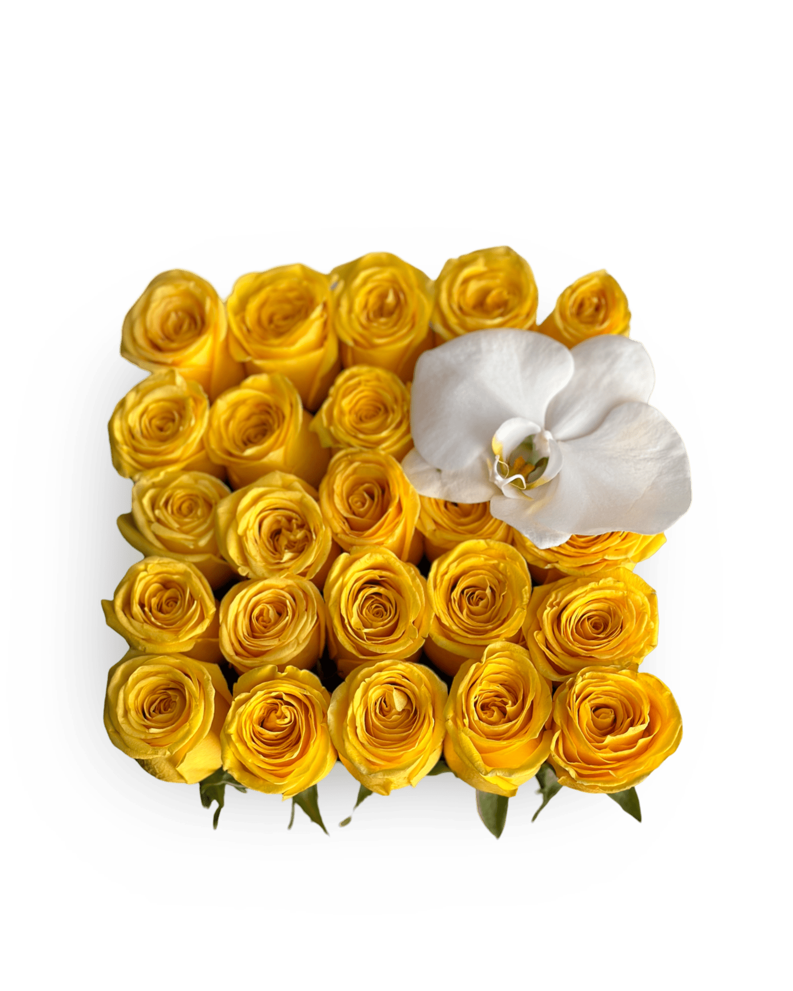 Romance in a Box with a Phalaenopsis Orchid - Petal Relations