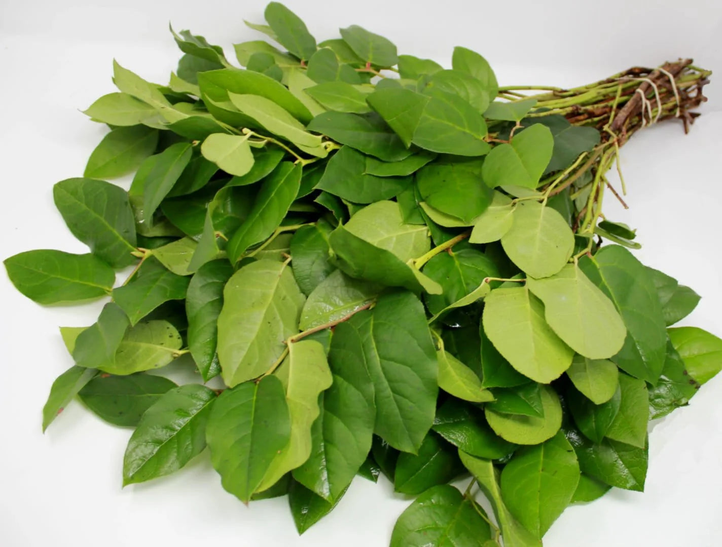 Lemon Leaf