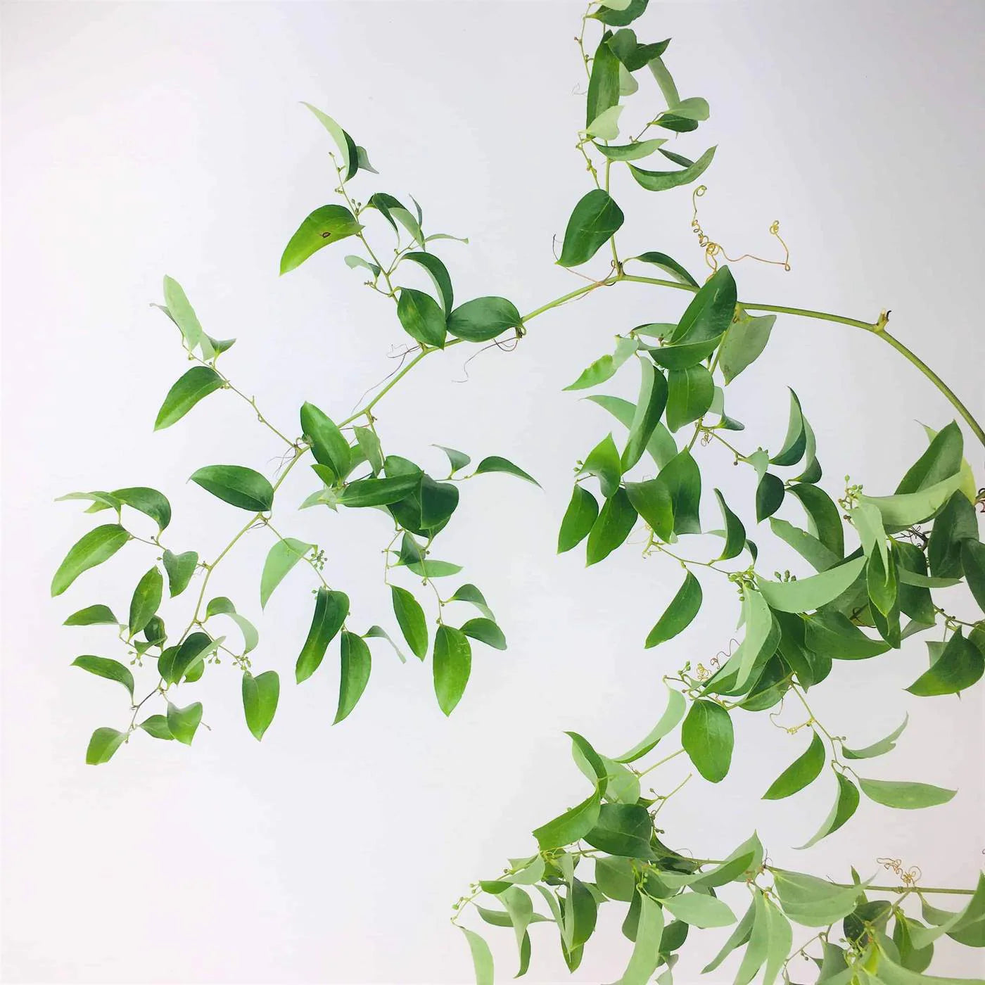 Smilax