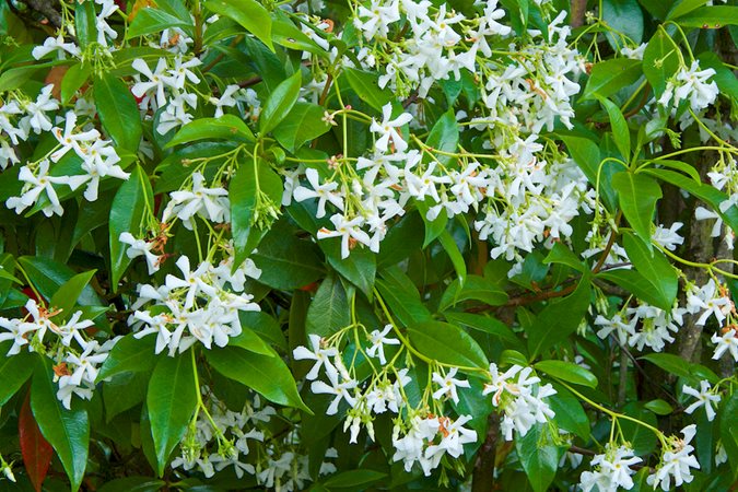Jasmine Vine