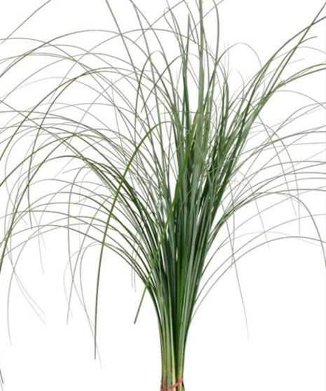 Bear Grass Greenery