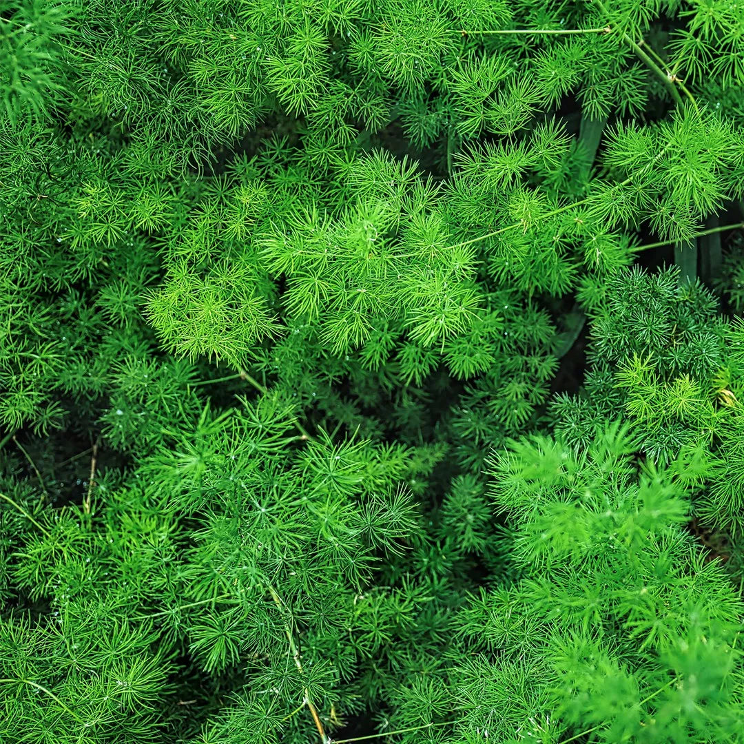 Ming Fern