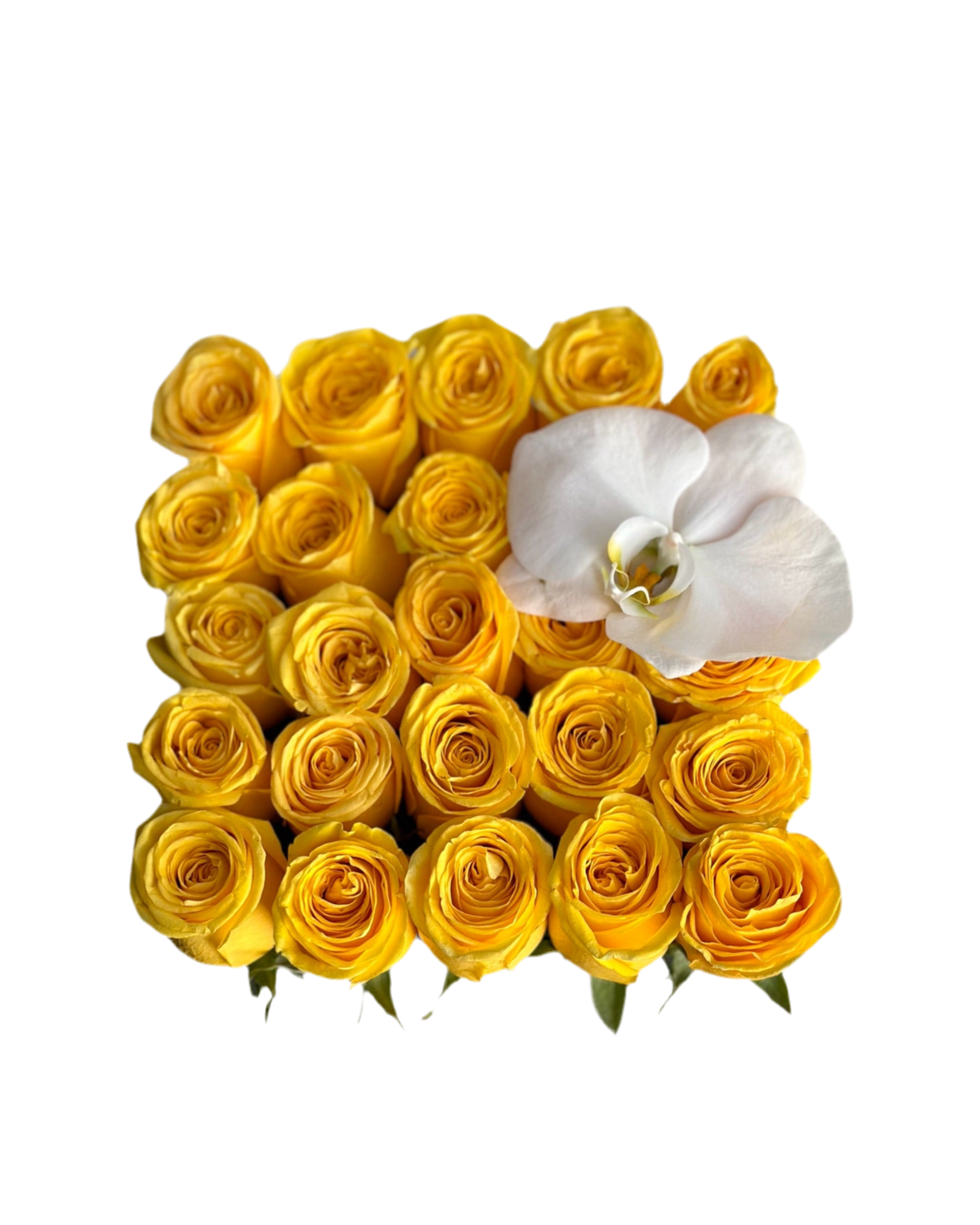 Romance in a Box with a Phalaenopsis Orchid MOM