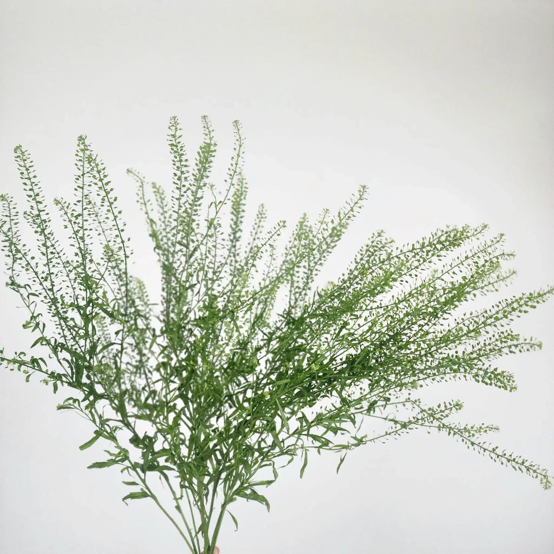 Pennycress