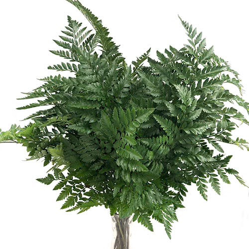 Leather Leaf